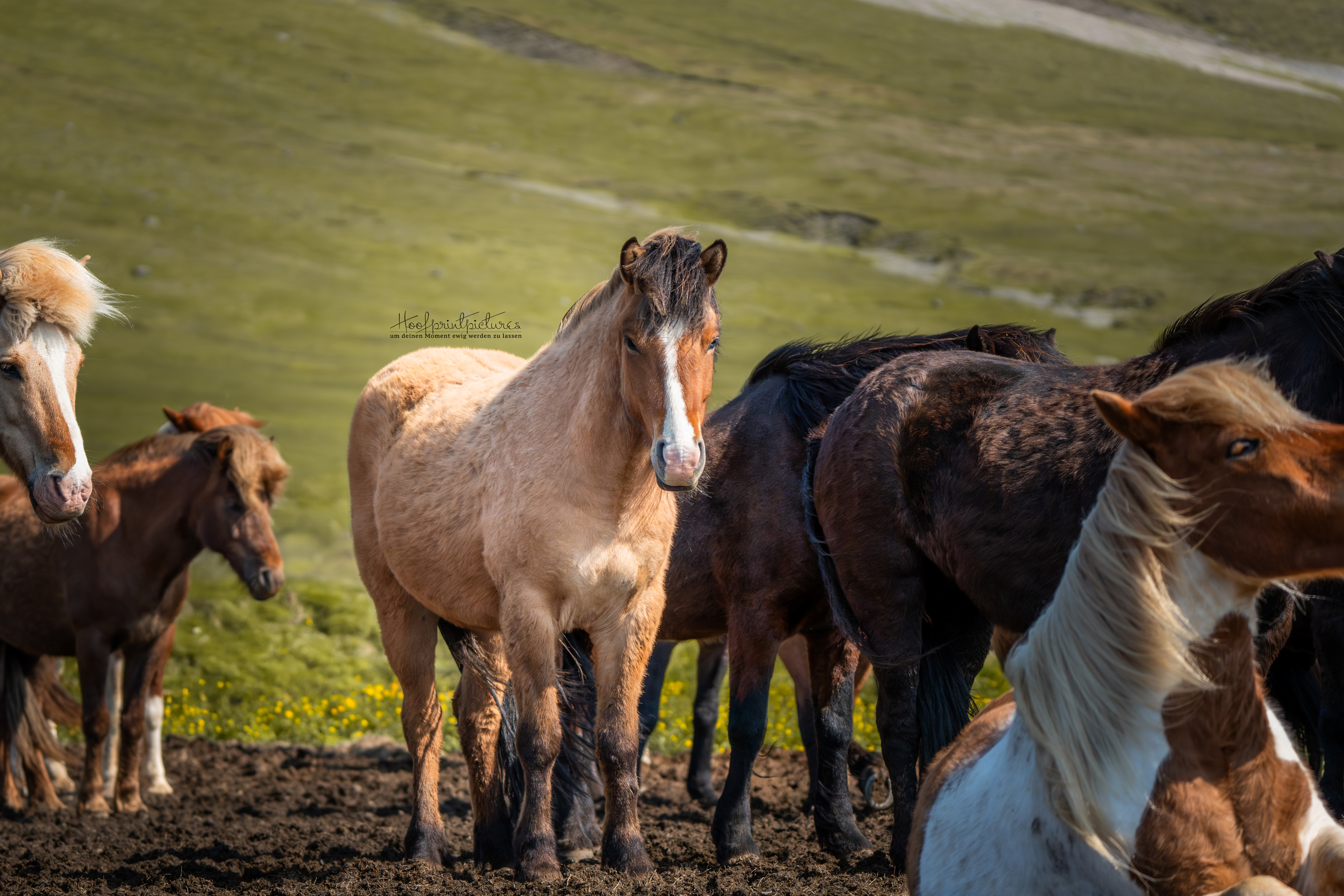 Anikin Abplanalp – Tierfotografin aus dem Berner Oberland