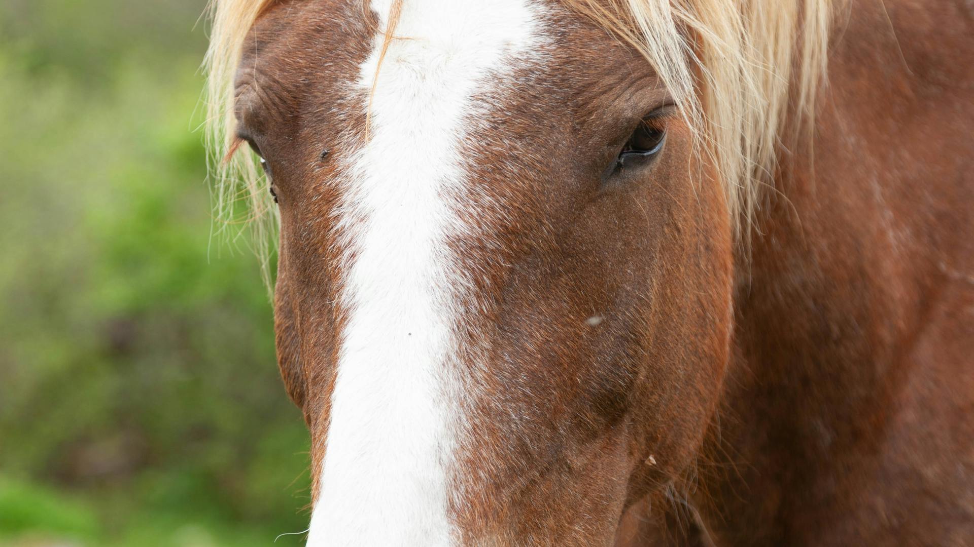 Pferd im goldenen Herbstlicht Berner Oberland – Herbst-Shooting Aktion