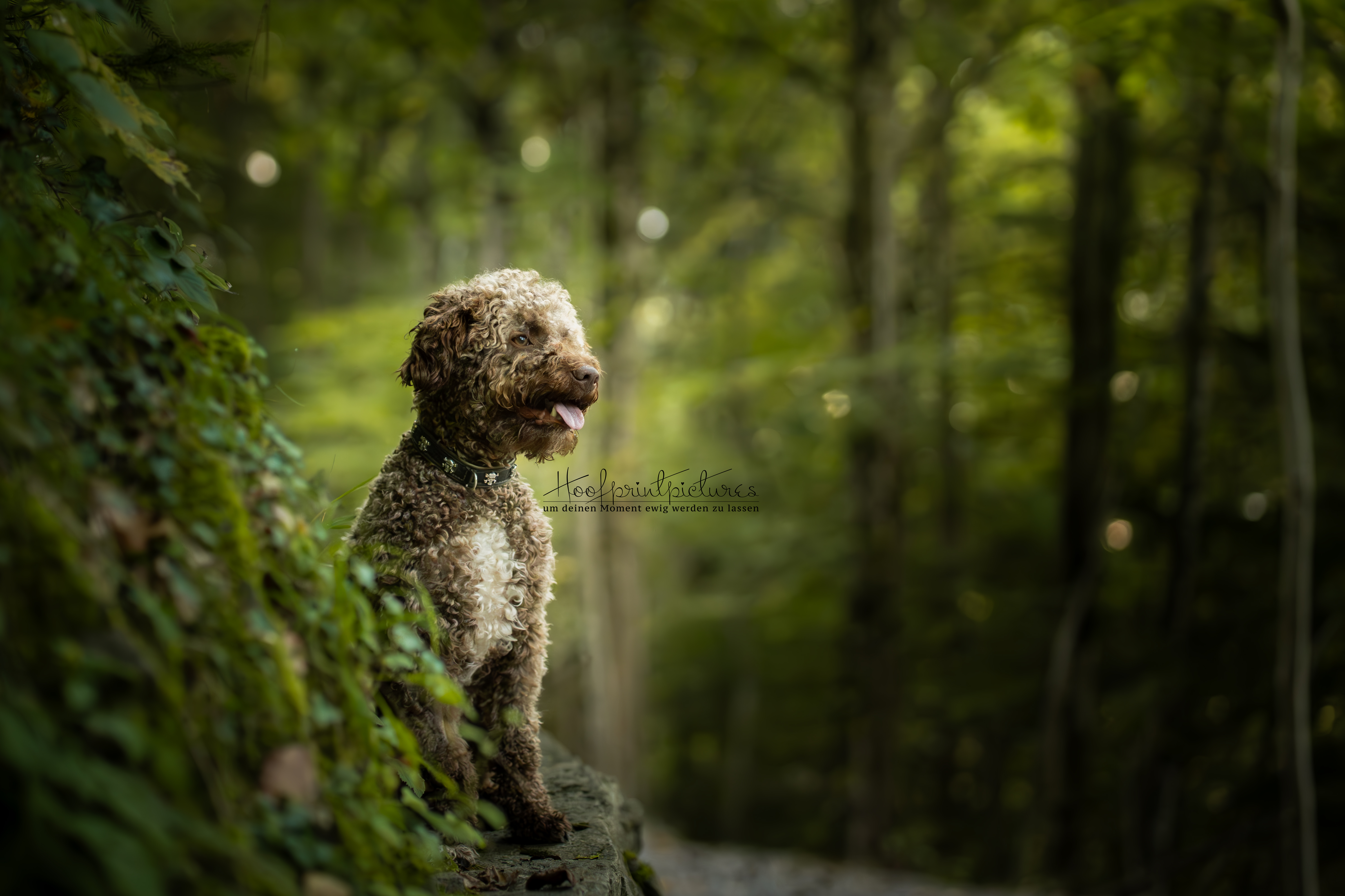 Lagotto Romagnolo Tasco auf Felsen im Wald – Hundefotografie Schweiz