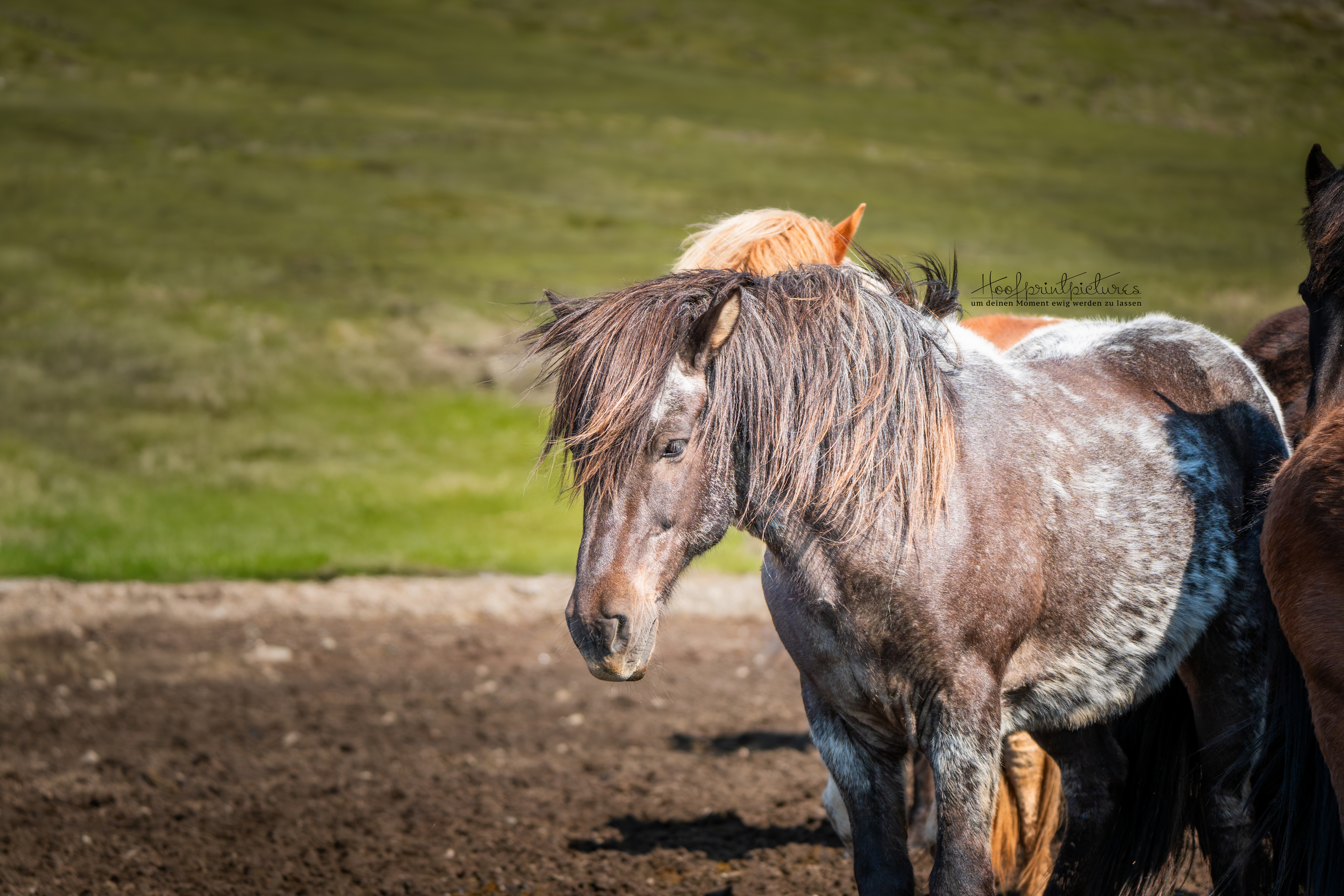 Roan Islandpferd schaut direkt in die Kamera, andere Pferde im Hintergrund