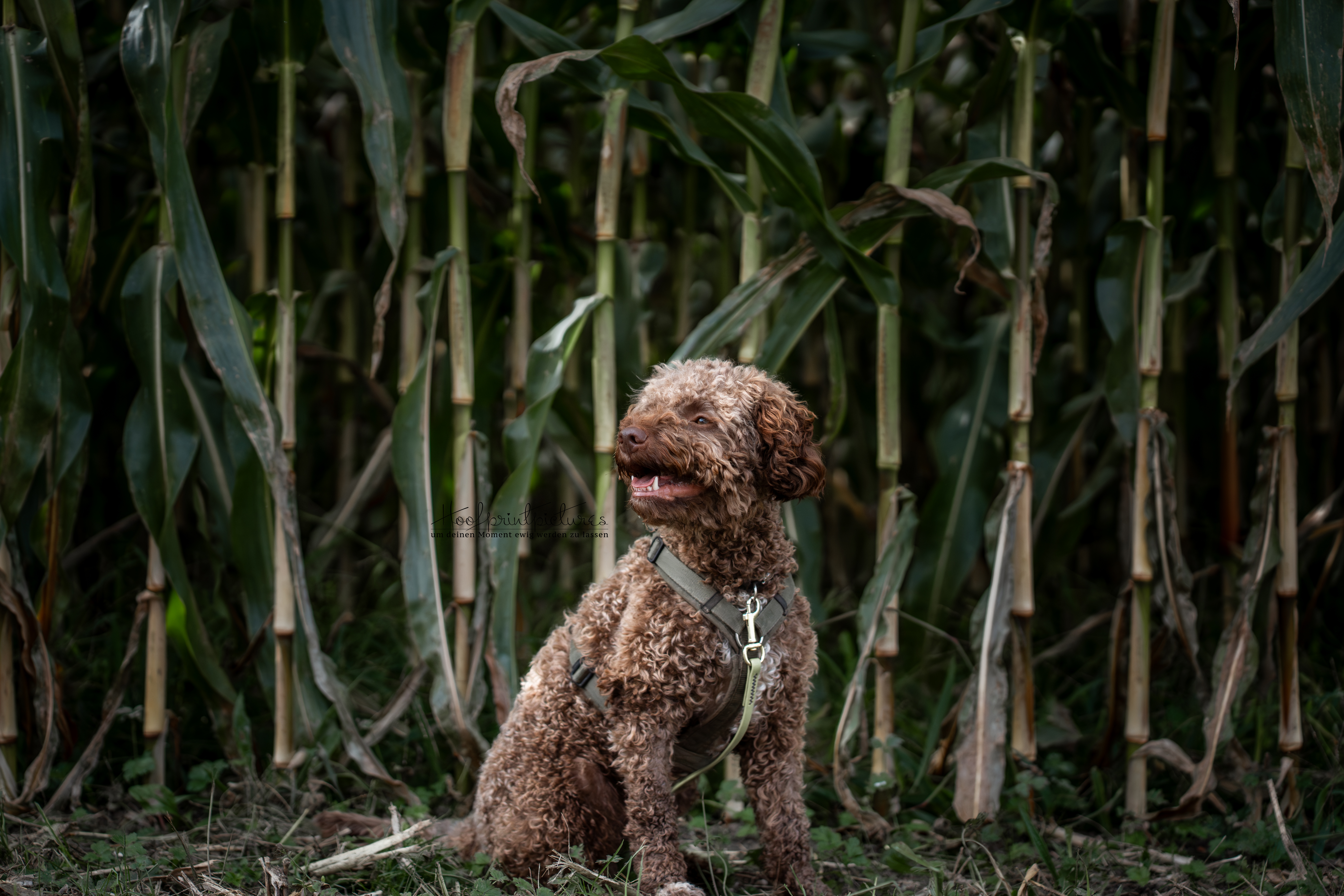 Lagotto Romagnolo Tasco sitzt aufmerksam vor Maisfeld