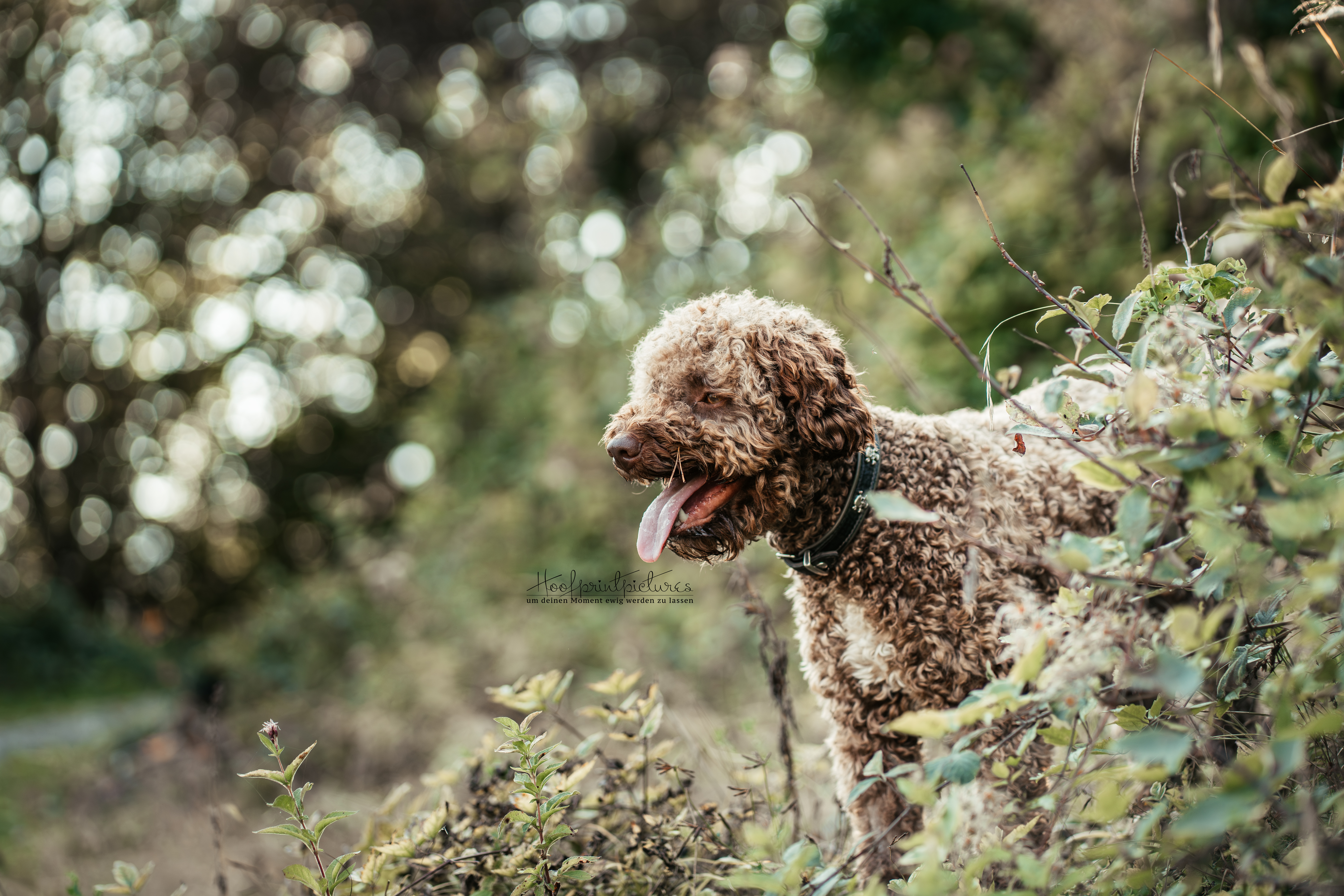 Lagotto Romagnolo Tasco in Büschen auf Rügen, Seitenprofil