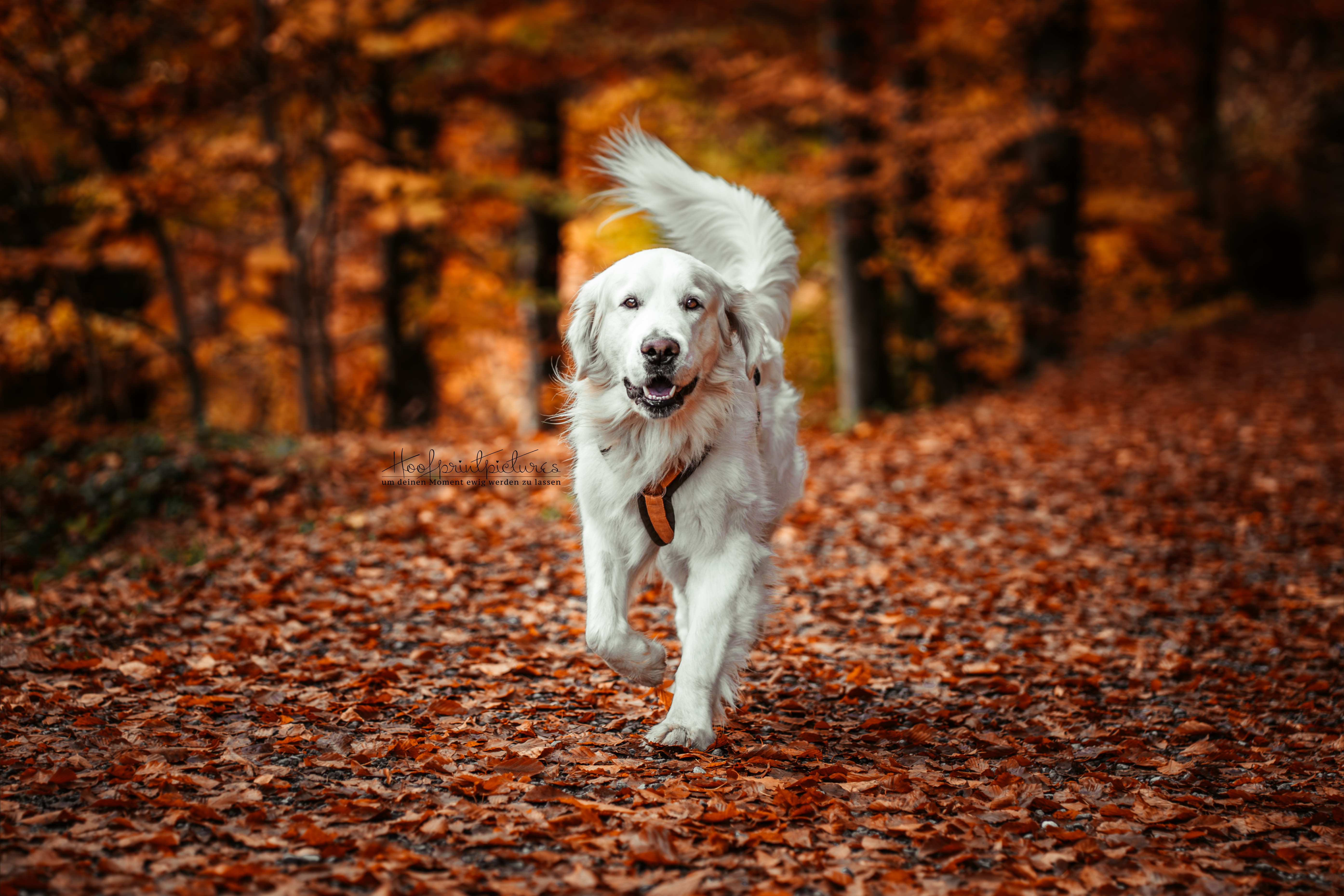 Golden Retriever Pelle läuft freudig durch Herbstlaub – Hundefotografie Schweiz